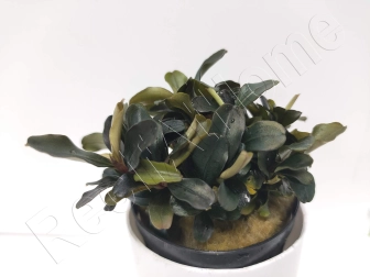 Bucephalandra theia 