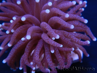 Euphyllia glabrescens purple australie 