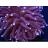 Euphyllia glabrescens purple australie 