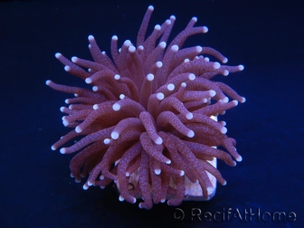 Euphyllia glabrescens purple australie 