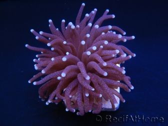 Euphyllia glabrescens purple australie 