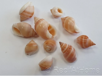 10 Mini Coquilles Nassa Rose pour Bernard l'hermite 