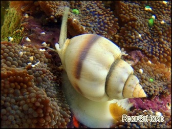 Nassarius coronatus