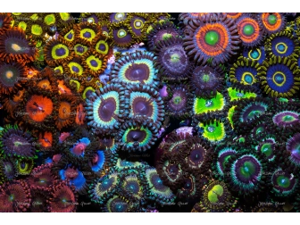 Vampire in drag Zoas garden Panneaux photo Largeur (cm) 50.67  Hauteur (cm) 33.67 Aluminium blanc 3 mm