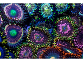 Space chaos Zoas garden Panneaux 50.67x33.67 JG5 Plexiglas deBeers 