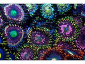 Space chaos Zoas garden Panneaux 50.67x33.67 JG5 Plexiglas deBeers 