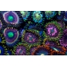 Space chaos Zoas garden Panneaux 50.67x33.67 JG5 Plexiglas deBeers 