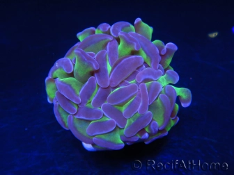 Euphyllia paraancora bicolor Violet vert Taille S