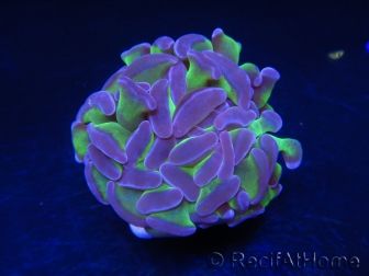 Euphyllia paraancora bicolor Violet vert Taille S