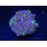 Euphyllia paraancora bicolor Violet vert Taille S