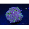 Euphyllia paraancora bicolor Violet vert Taille S