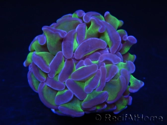 Euphyllia paraancora bicolor Violet vert Taille S