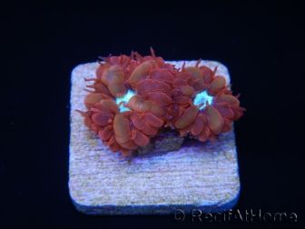 RAH Blastomussa merleti Fire And Ice 