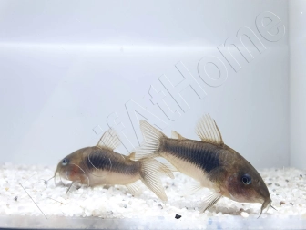 Corydoras Bronze - Corydoras aeneus