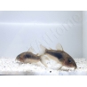 Corydoras Bronze - Corydoras aeneus