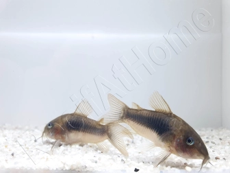 Corydoras Bronze - Corydoras aeneus