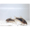 Corydoras Bronze - Corydoras aeneus