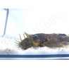 Ancistrus LDA16 - ancistrus rouge/ orange +10cm mâle et femelle disponible