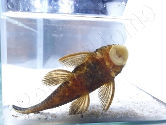 Ancistrus LDA16 - ancistrus rouge/ orange +10cm mâle et femelle disponible