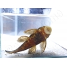 Ancistrus LDA16 - ancistrus rouge/ orange +10cm mâle et femelle disponible