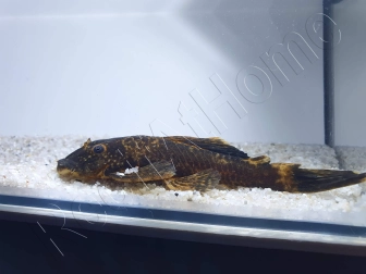 Ancistrus LDA16 - ancistrus rouge/ orange +10cm mâle et femelle disponible