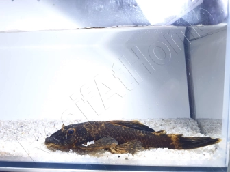 Ancistrus LDA16 - ancistrus rouge/ orange +10cm mâle et femelle disponible