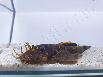 Ancistrus LDA16 - ancistrus rouge/ orange +10cm mâle et femelle disponible