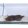 Ancistrus LDA16 - ancistrus rouge/ orange +10cm mâle et femelle disponible