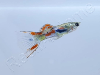 Guppy endler - Poecilia wingei