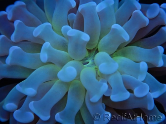 Euphyllia paraancora Toxic Heart (Small Head)