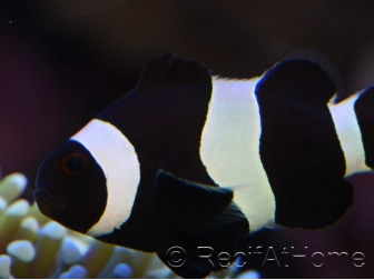 Amphiprion darwini full black M Elevage France