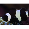 Amphiprion darwini full black M Elevage France