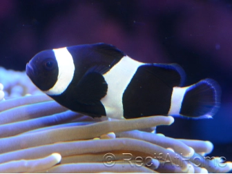 Amphiprion darwini full black M Elevage France