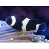 Amphiprion darwini full black M Elevage France