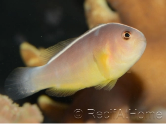 Amphiprion akallopisos M Elevage France  MERS 