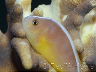 Amphiprion akallopisos M Elevage France  MERS 