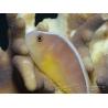 Amphiprion akallopisos M Elevage France  MERS 