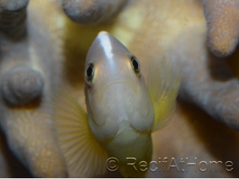 Amphiprion akallopisos M Elevage France  MERS 