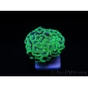 Euphyllia paraancora green fluo Australie Taille S