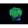 Euphyllia paraancora green fluo Australie Taille S