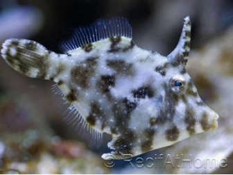 Acreichthys tomentosus