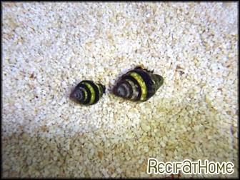 Littorina sp