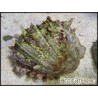 Spondylus sp.