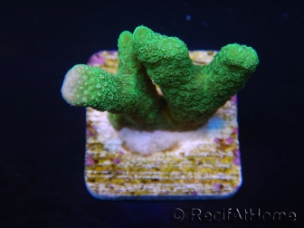 Montipora digitata vert pin S