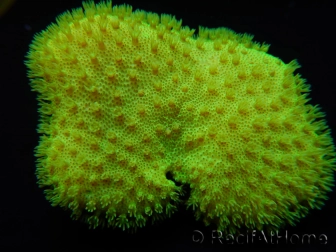 RAH Sarcophyton Ultra Jaune