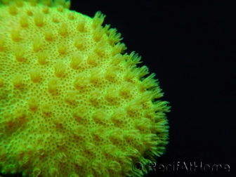 RAH Sarcophyton Ultra Jaune