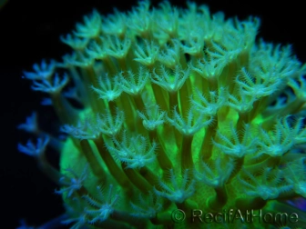 RAH Sarcophyton Ultra Green Flower