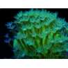 RAH Sarcophyton Ultra Green Flower