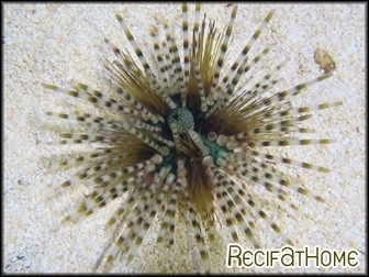 Echinothrix calamaris