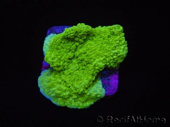 Montipora plateau vert taille S